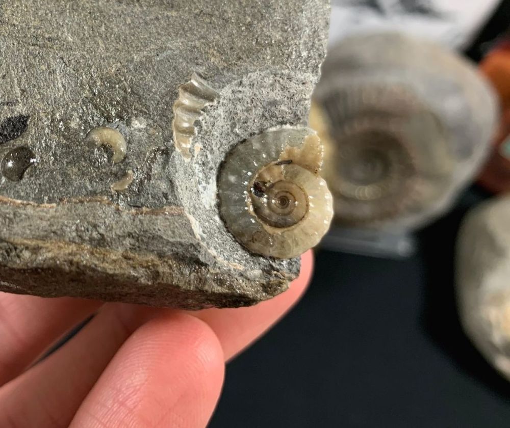 Promicroceras Ammonite, Lyme Regis #03
