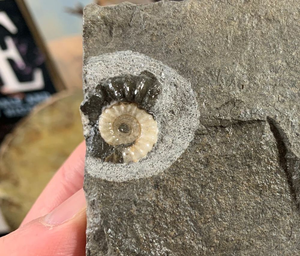 Promicroceras Ammonite, Lyme Regis #07