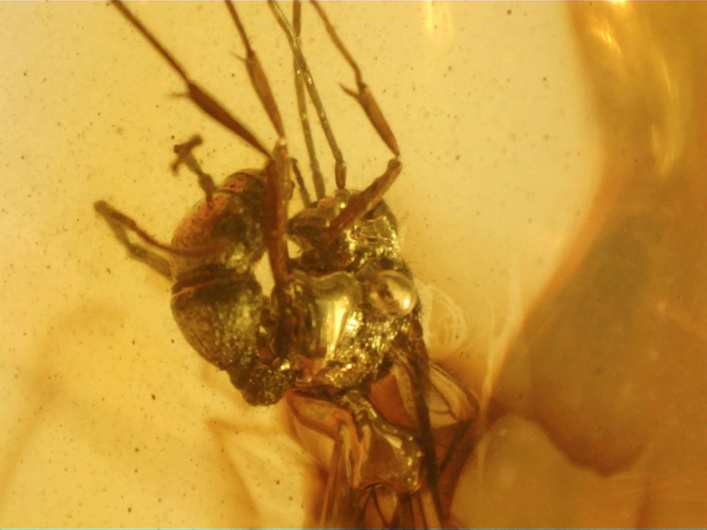 Dominican Amber Inclusion #03 (Large Wasp)