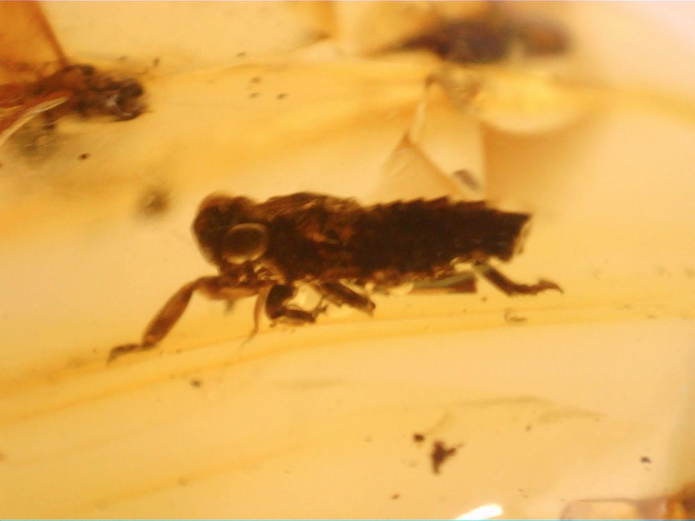 Dominican Amber Inclusion #05 (Flat-footed Beetle & Large Insect)