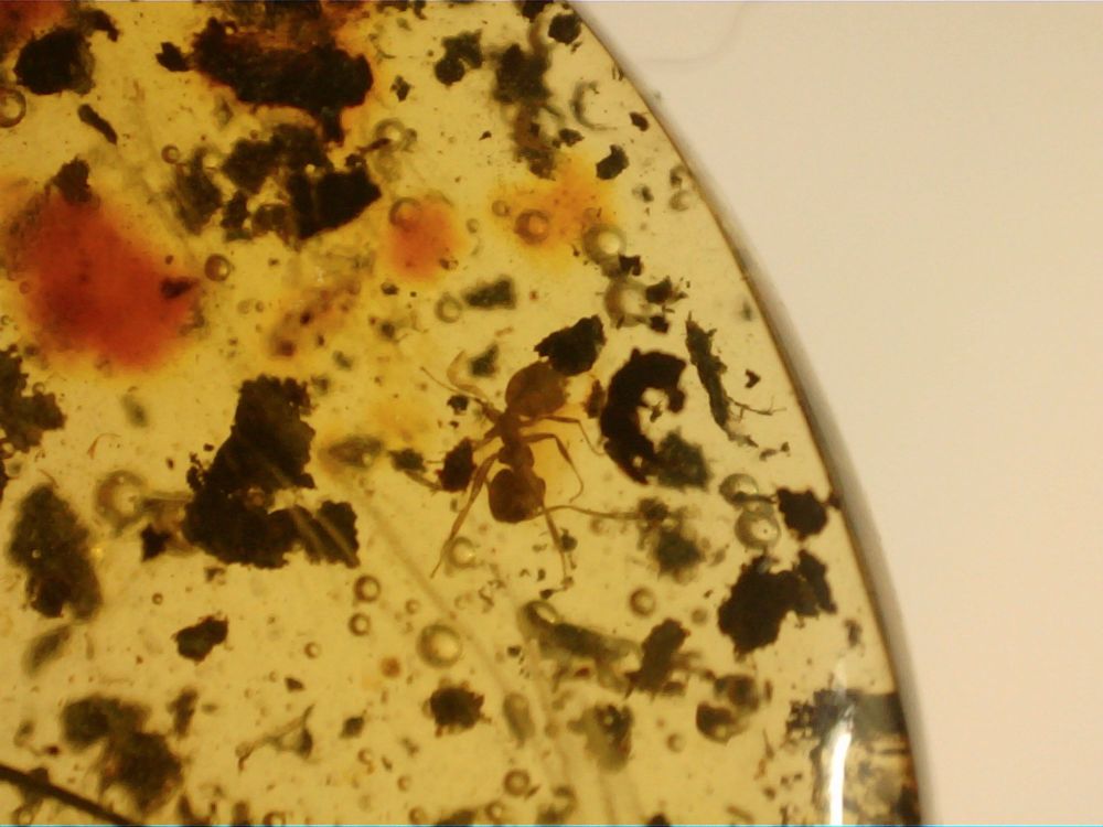 Dominican Amber Inclusion #09 (Partial large Insect & Tiny Ant)