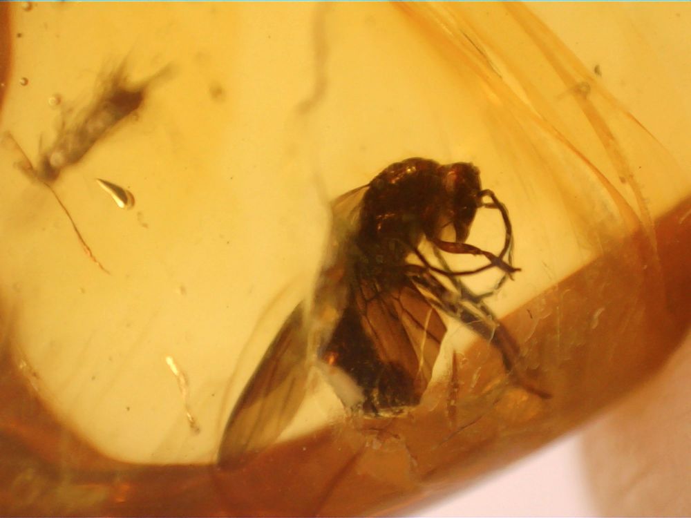 Dominican Amber Inclusion #13 (Large wasp)