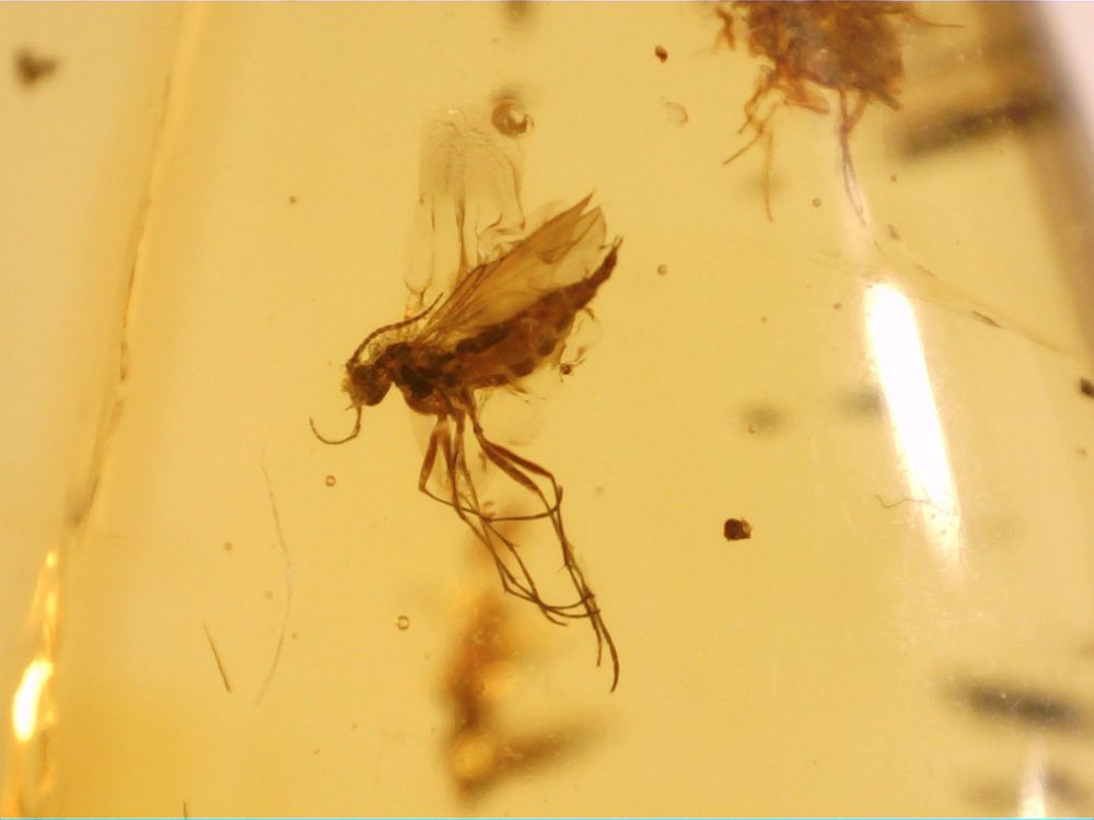 Dominican Amber Inclusion #18 (Flat-footed Beetle & Midge)