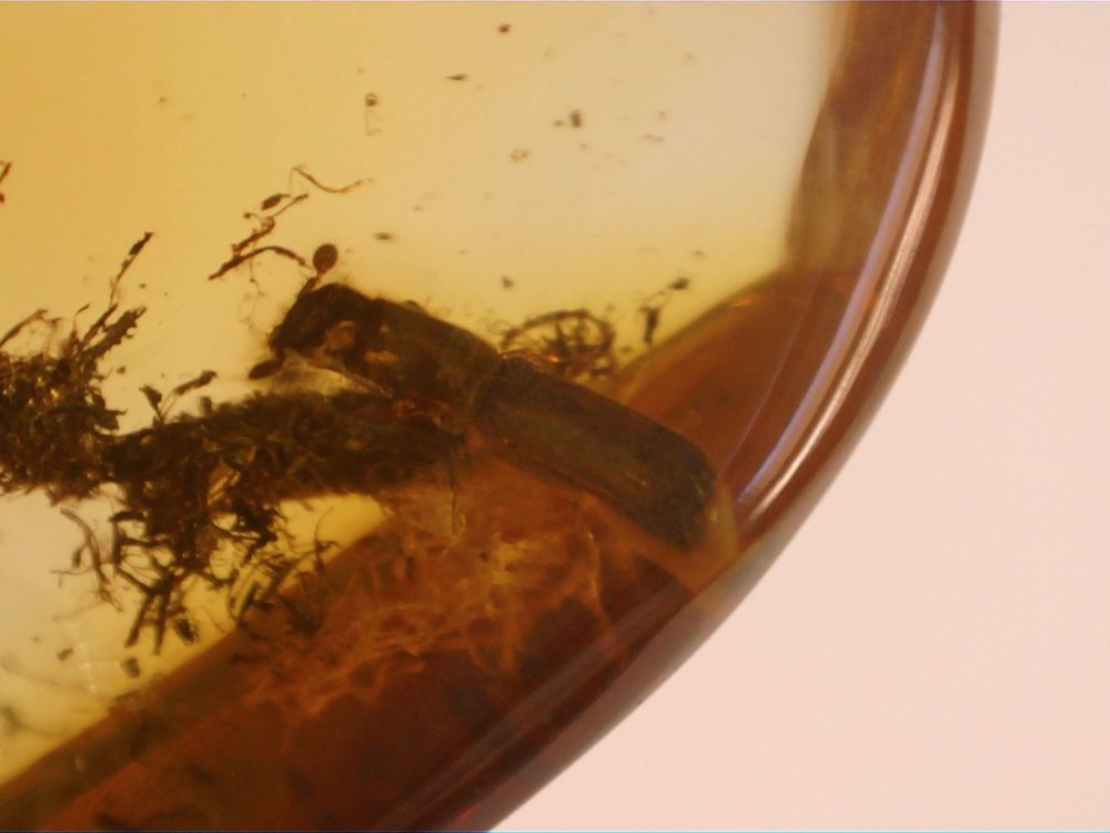Dominican Amber Inclusion #19 (Flat-footed Beetle)