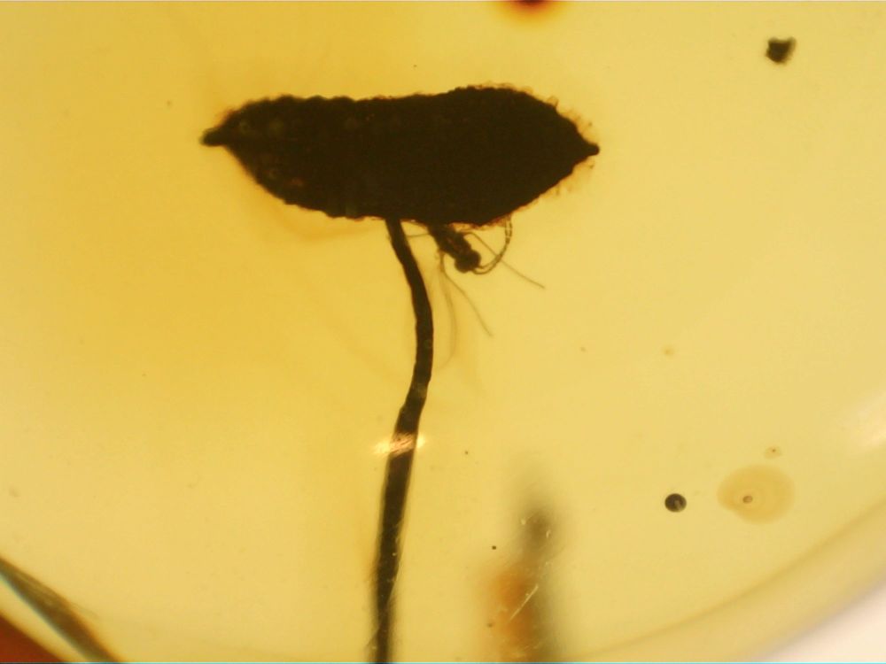 Dominican Amber Inclusion #22 (Flower Stamen & Tiny Insects)