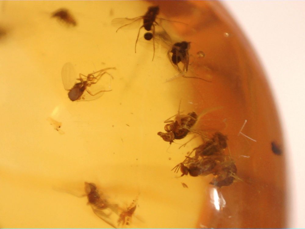 Dominican Amber Inclusion #24 (Swarm of Flies & Ant)