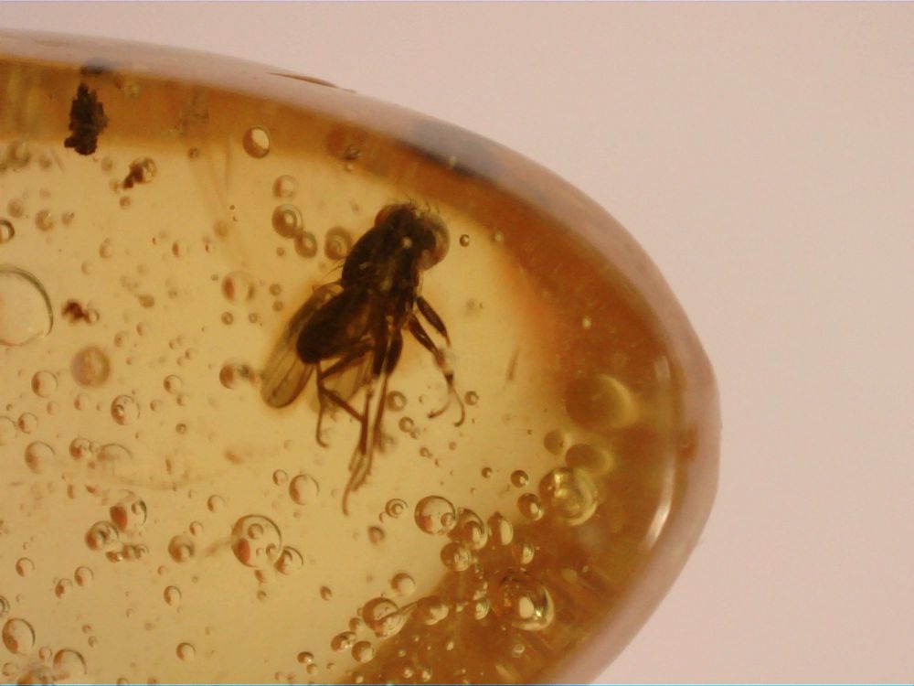 Dominican Amber Inclusion #25 (Fly)