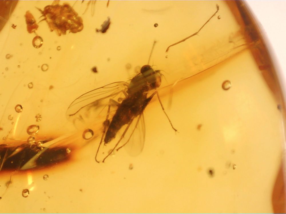 Dominican Amber Inclusion #37 (Winged Insect)
