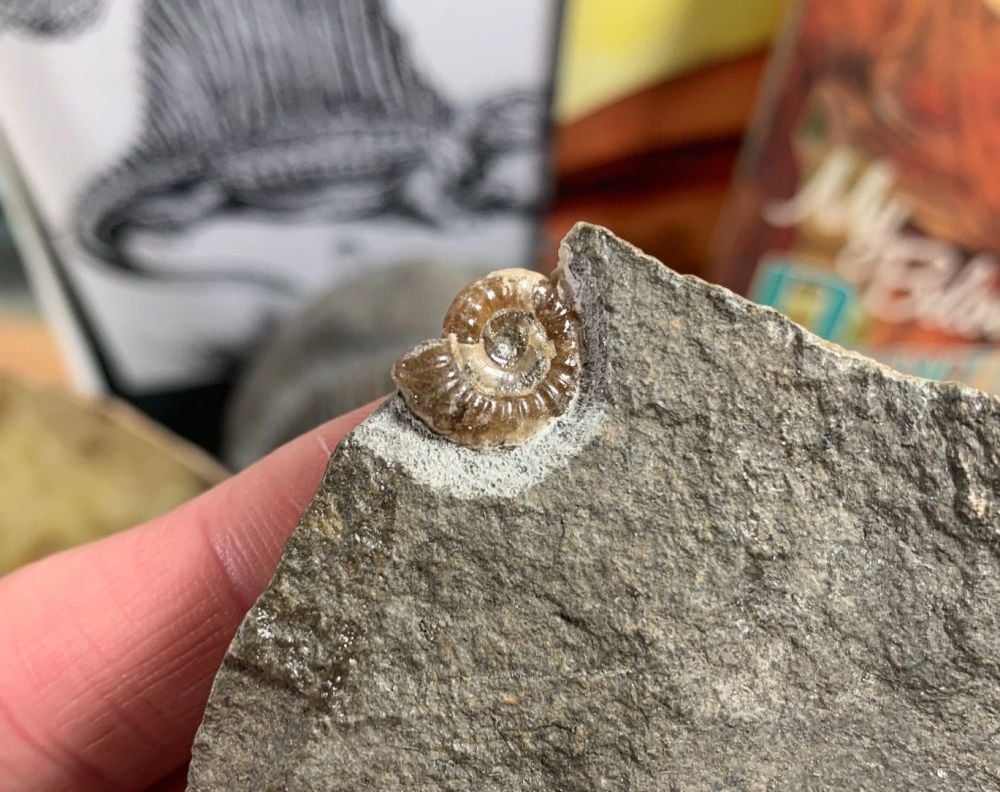 Promicroceras Ammonite, Lyme Regis #14