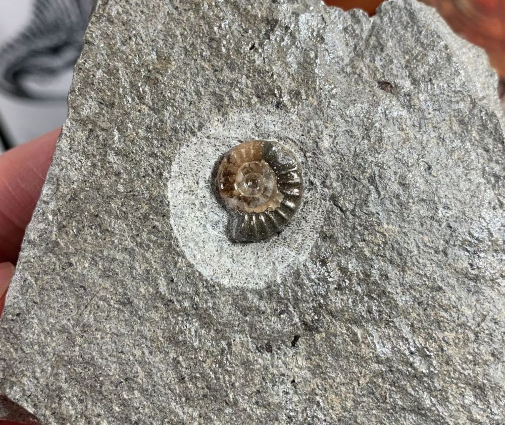 Promicroceras Ammonite, Lyme Regis #16