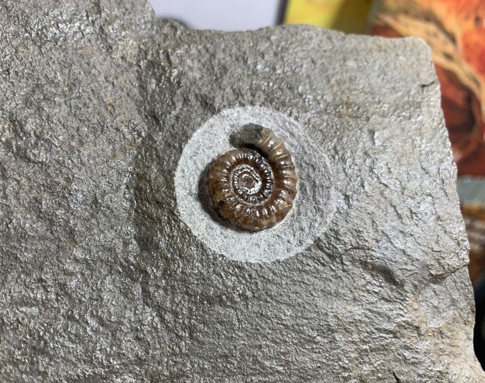 Promicroceras Ammonite, Lyme Regis #20
