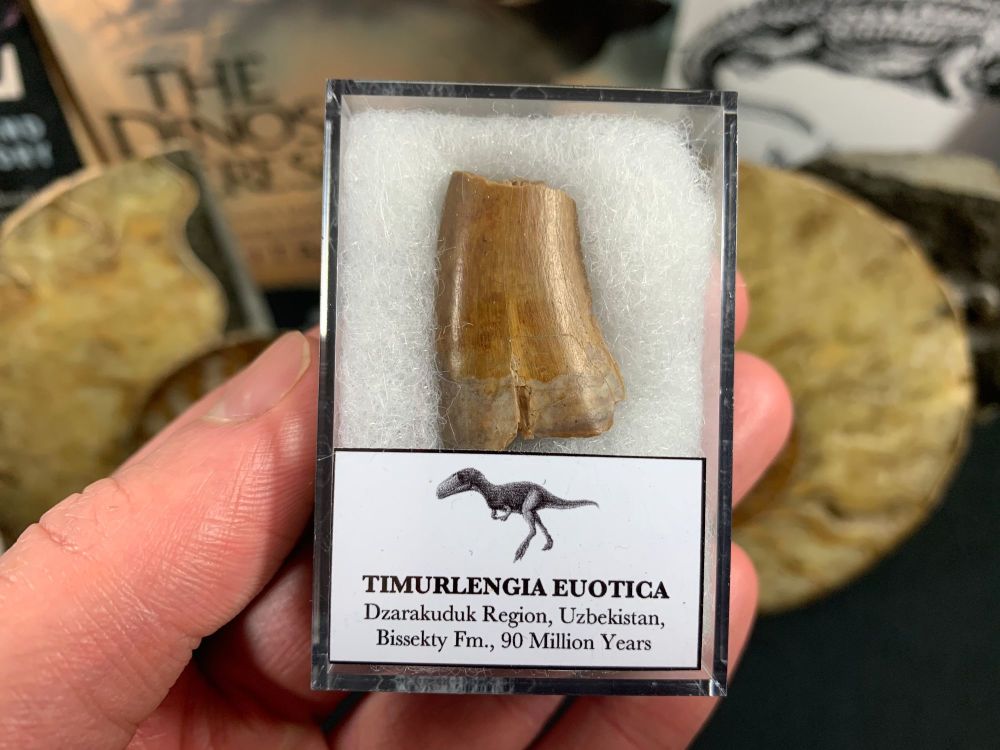 Timurlengia euotica Tooth #16