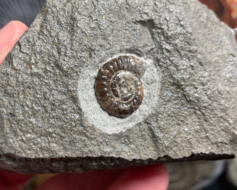 Promicroceras Ammonite, Lyme Regis #25