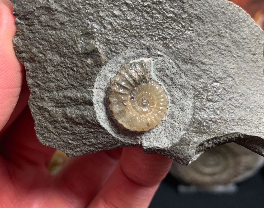Promicroceras Ammonite, Lyme Regis #26