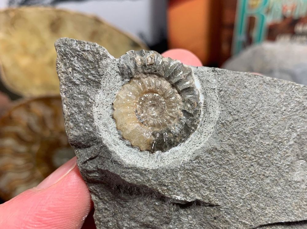 Promicroceras Ammonite, Lyme Regis #28