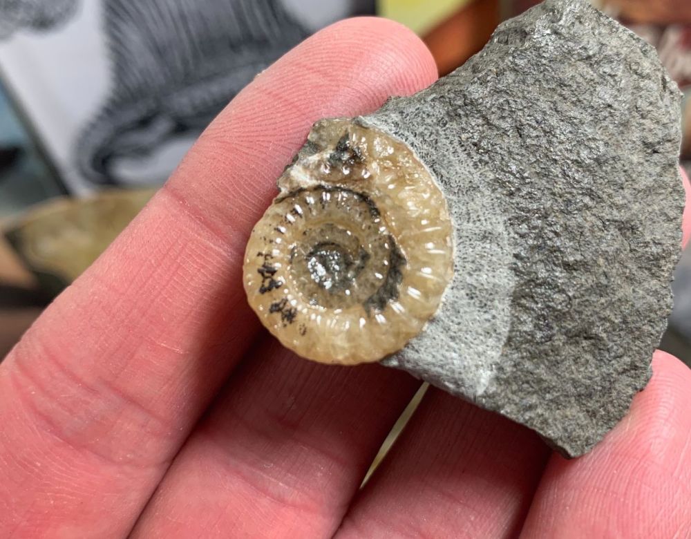 Promicroceras Ammonite, Lyme Regis #29
