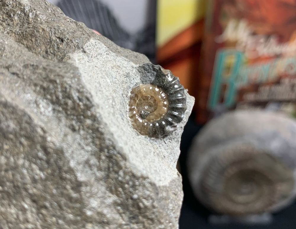 Promicroceras Ammonite, Lyme Regis #34