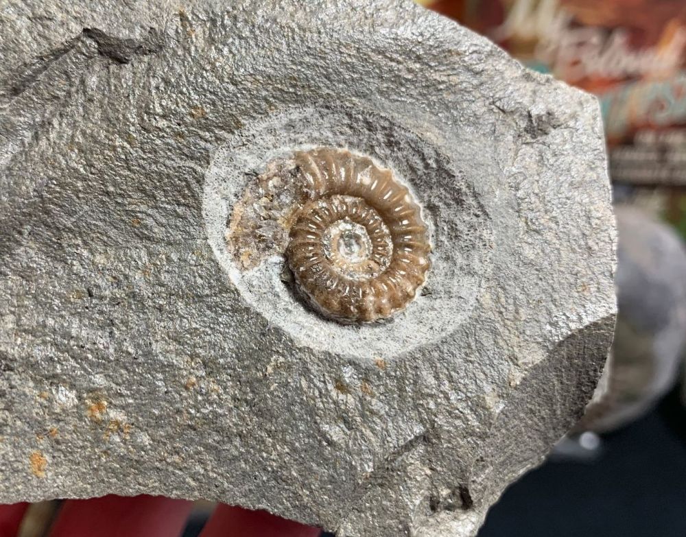 Promicroceras Ammonite, Lyme Regis #35