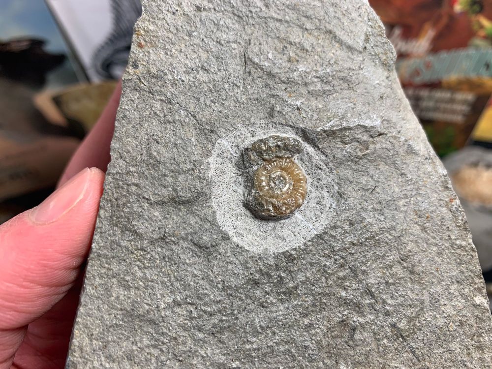 Promicroceras Ammonite, Lyme Regis #39