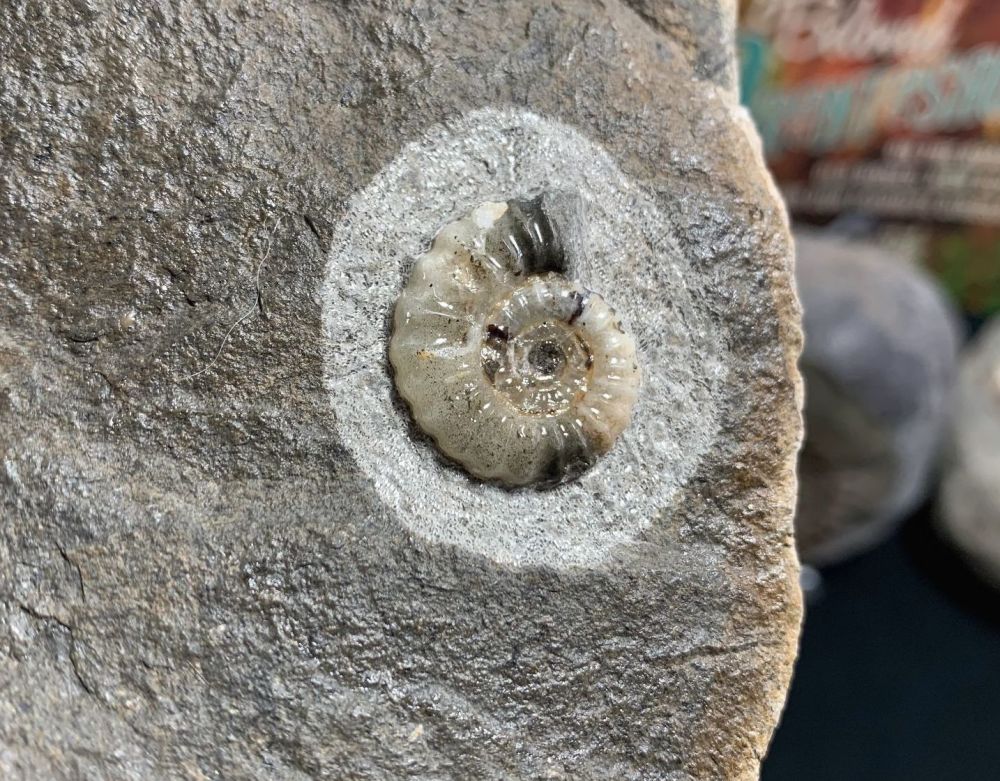 Promicroceras Ammonite, Lyme Regis #40