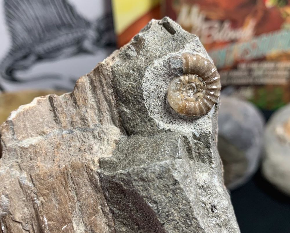 Promicroceras Ammonite & Fossil Wood, Lyme Regis #44