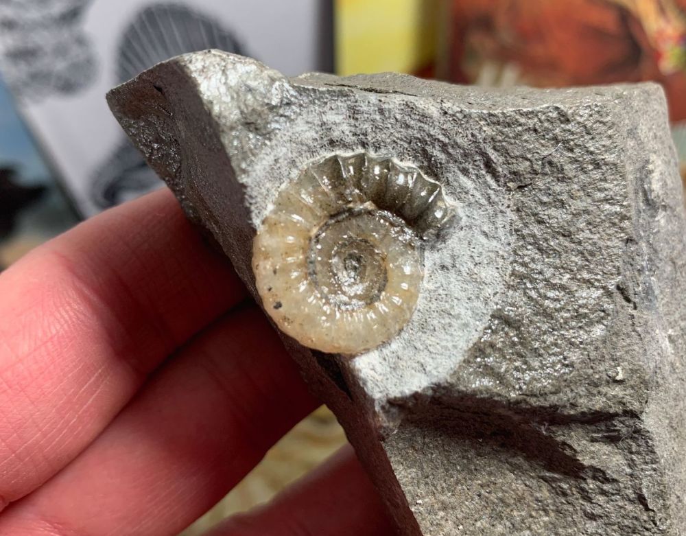Promicroceras Ammonite, Lyme Regis #45