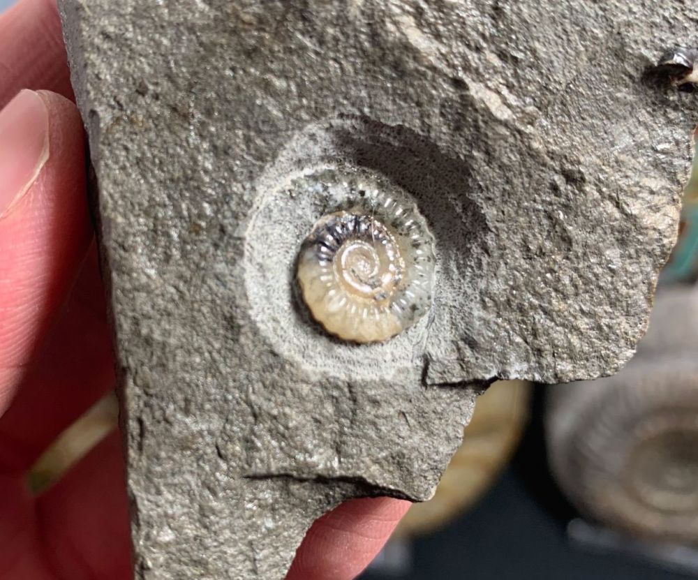 Promicroceras Ammonite, Lyme Regis #45