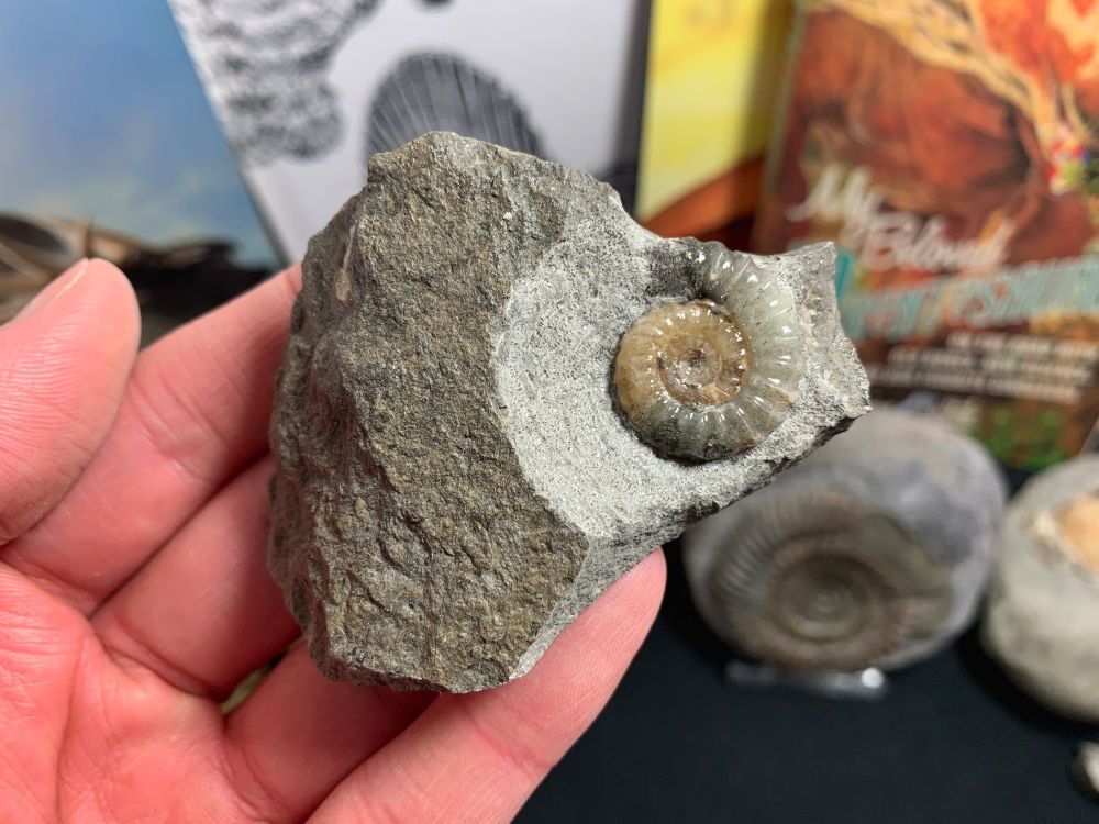 Promicroceras Ammonite, Lyme Regis #57