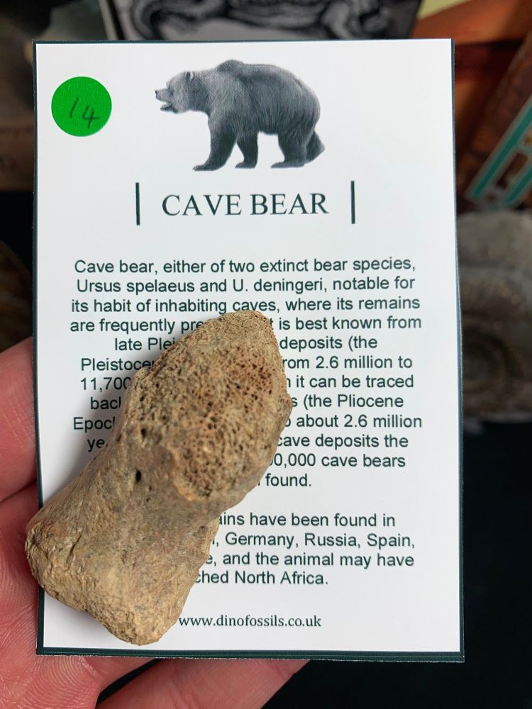 Cave Bear Digit, B-Grade #14