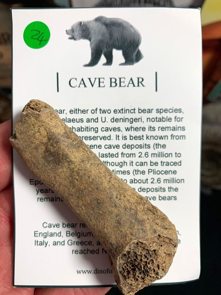 Cave Bear Digit, B-Grade #24