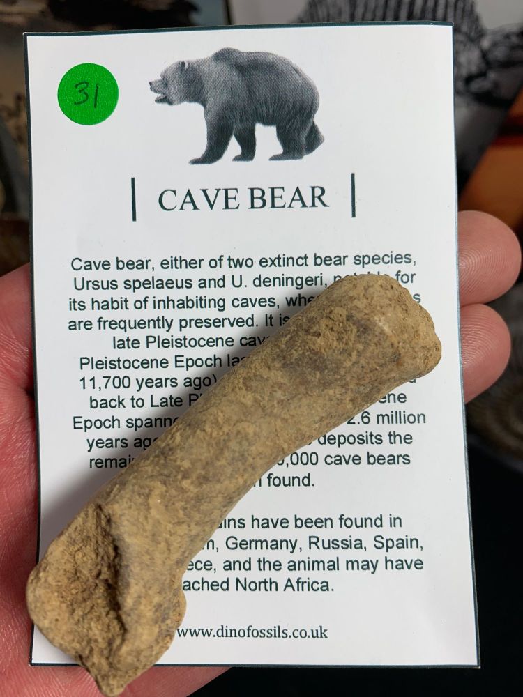 Cave Bear Digit, B-Grade #31