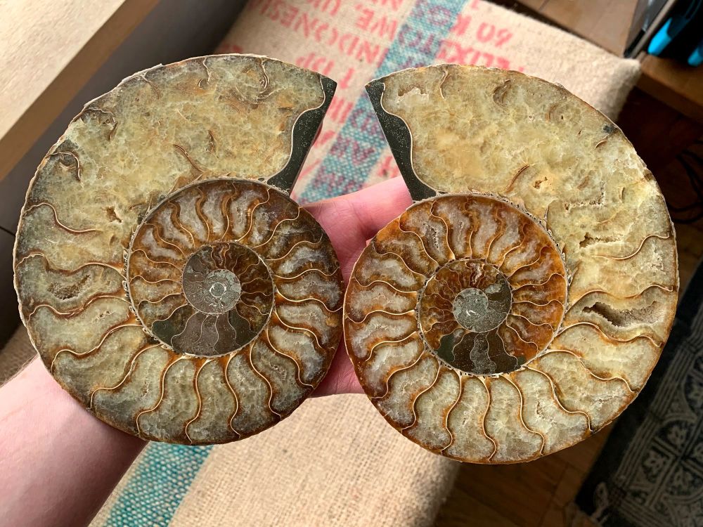 Cut Ammonite, 16.4 cm