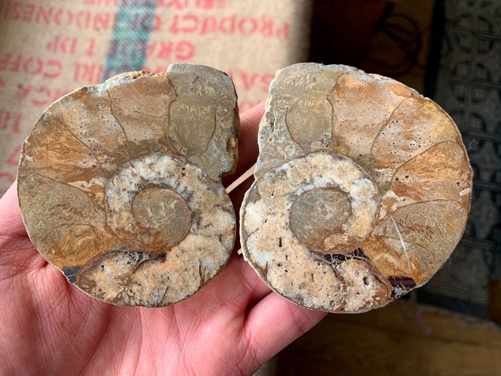 Cut & Polished Haematite Ammonite (Pair) #L02