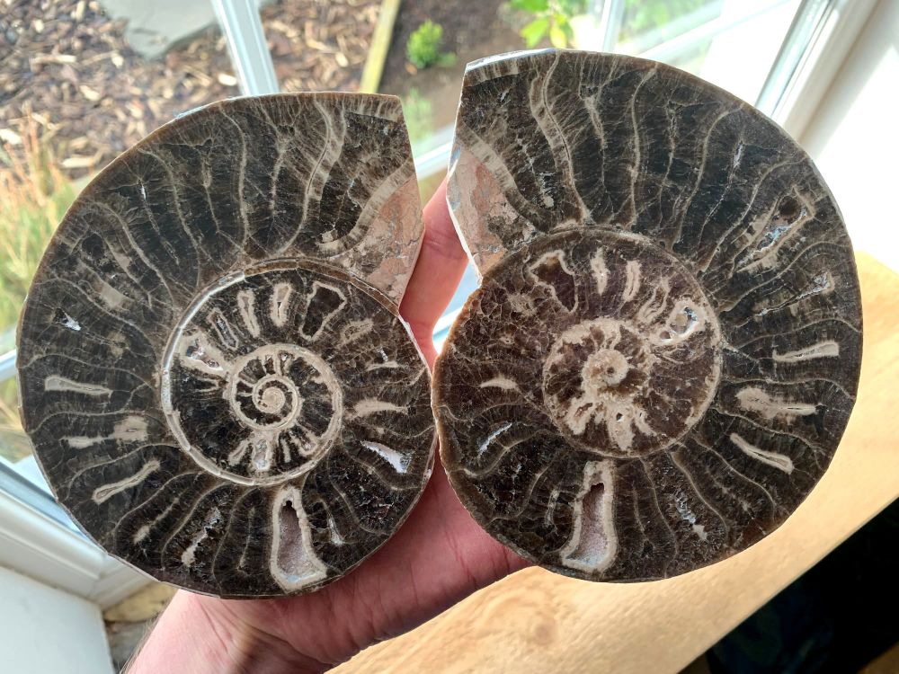 Large Cut & Polished Ammonite (Pair) #L02