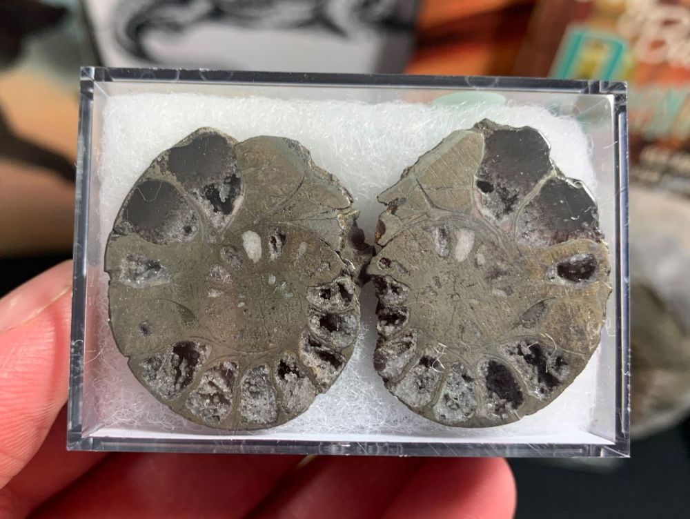 Cut & Polished Pyrite Ammonite (pair) #05