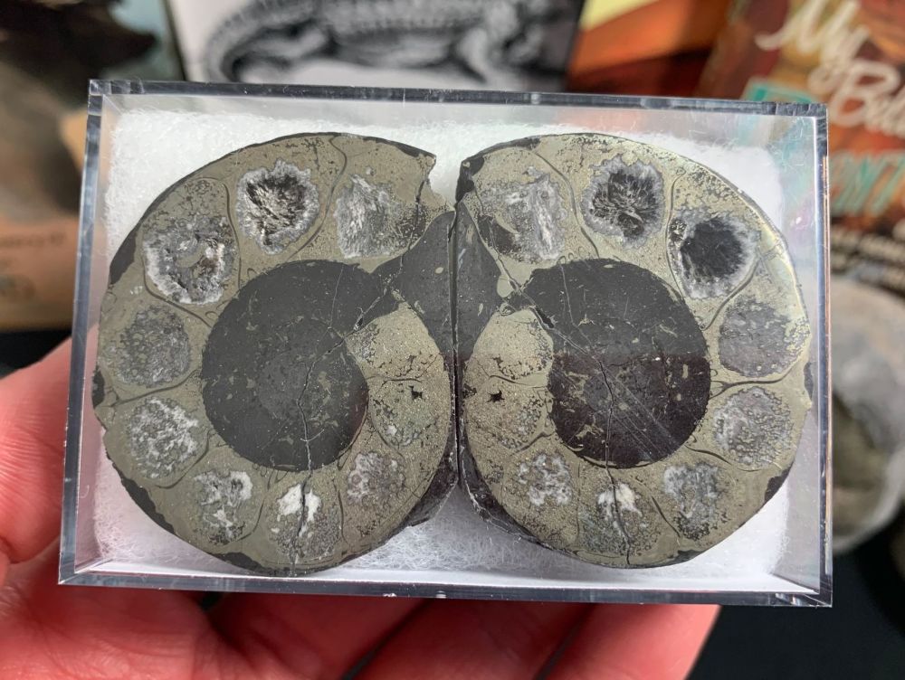 Cut & Polished Pyrite Ammonite (pair) #06