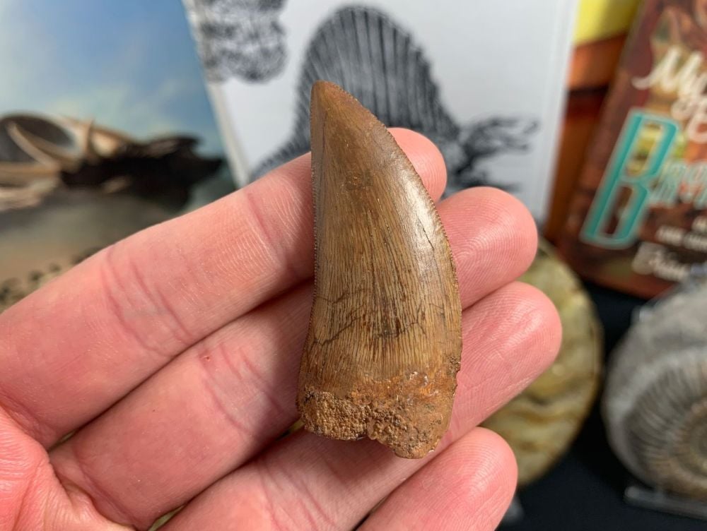Carcharodontosaurus Tooth - 2 inch #CT10