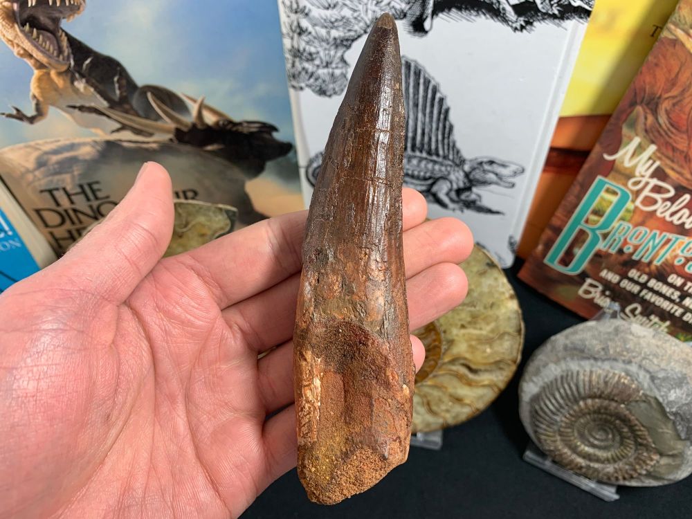 Enormous Spinosaurus Tooth - 5.56 inch