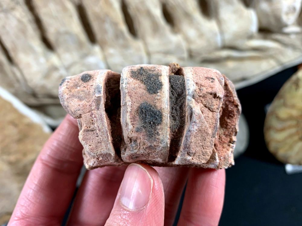Articulated Fish Vertebrae (Kem Kem, Morocco)