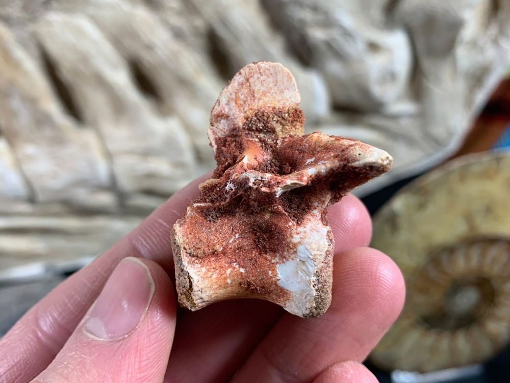 Crocodile Vertebra (Kem Kem, Morocco)