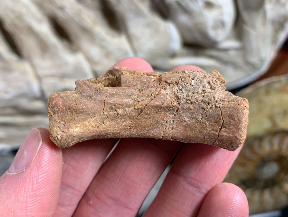Crocodile Vertebra (Kem Kem, Morocco) #03