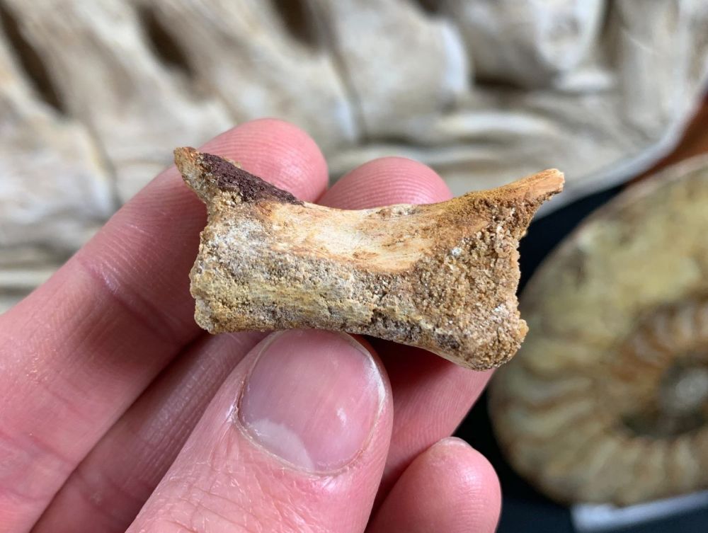 Dinosaur/Crocodile Vertebra (Kem Kem, Morocco) #04