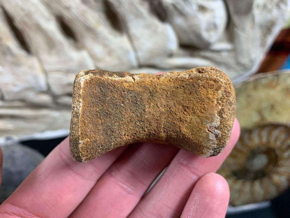 Dinosaur/Crocodile Vertebra (Kem Kem, Morocco) #02