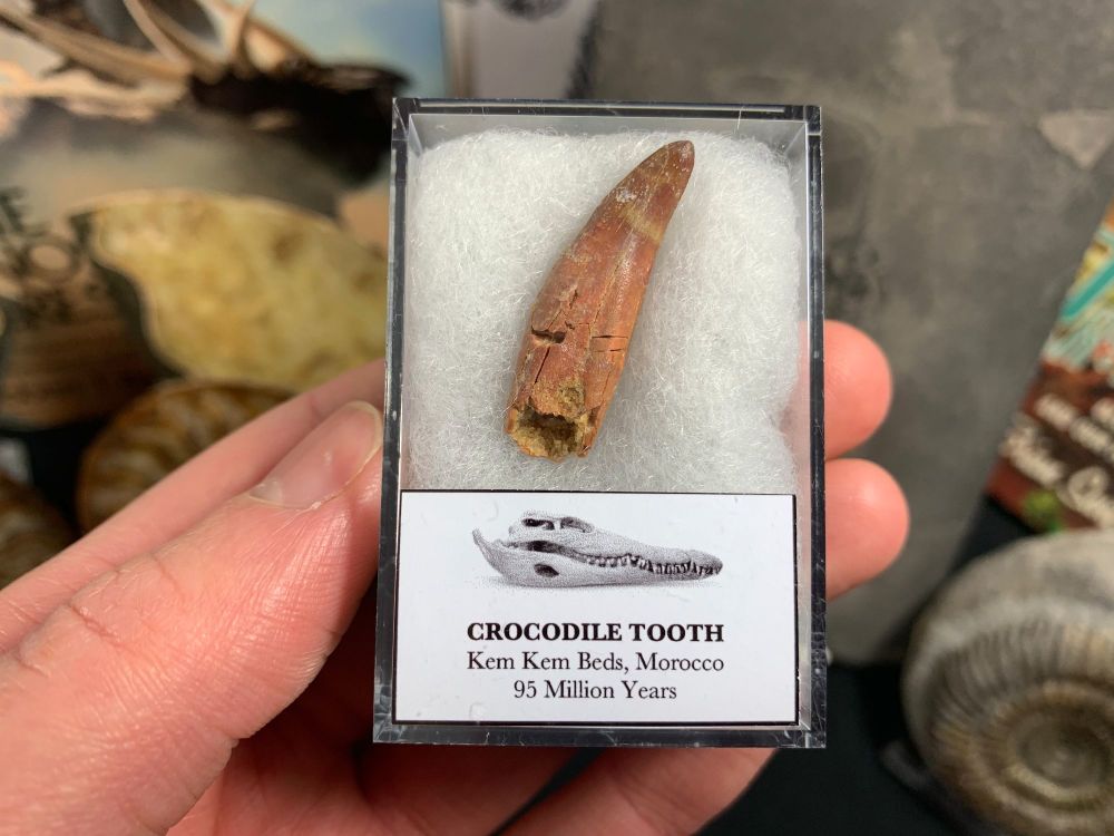 Rooted Crocodile Tooth (Morocco) #04