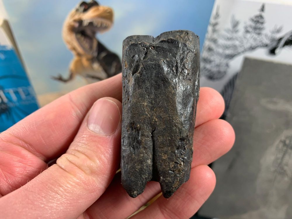Horse Tooth, Florida #10