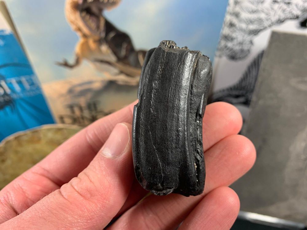 Horse Tooth, Florida #12