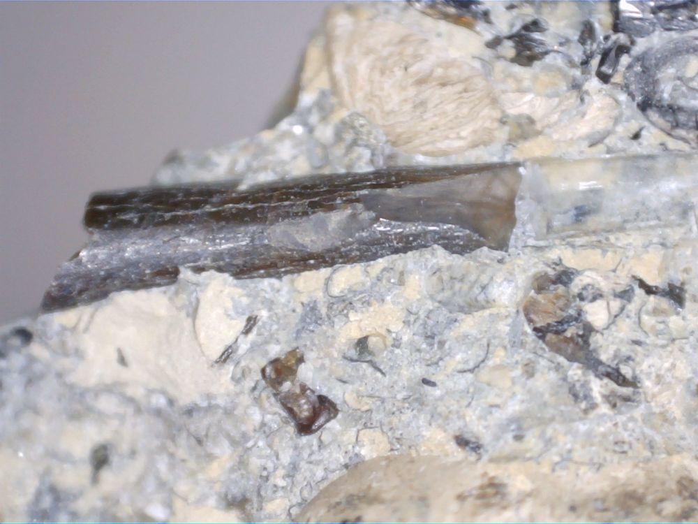 Ornithocheirus Pterosaur Tooth - Sussex, (UK) #01