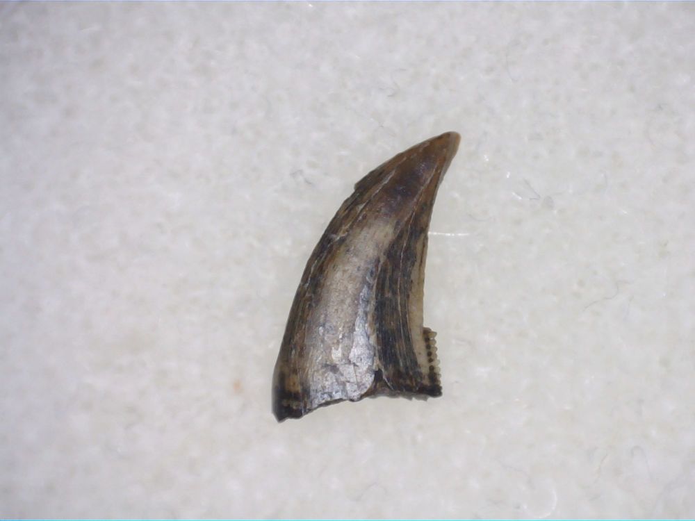 Dromaeosaur