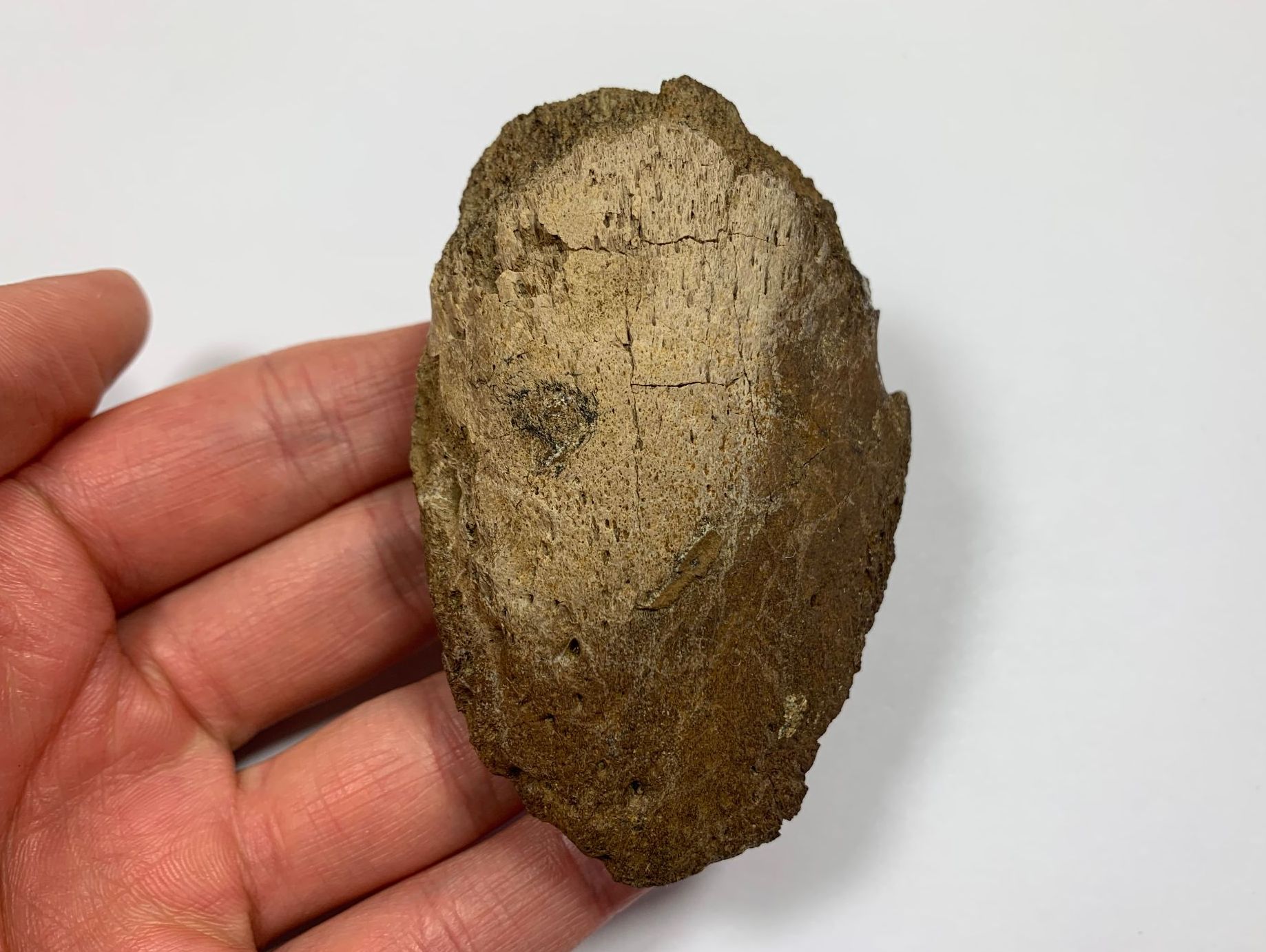 dinofossilsuk