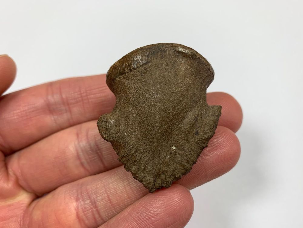 Hadrosaur Claw/Ungual (Judith River Fm.) #03